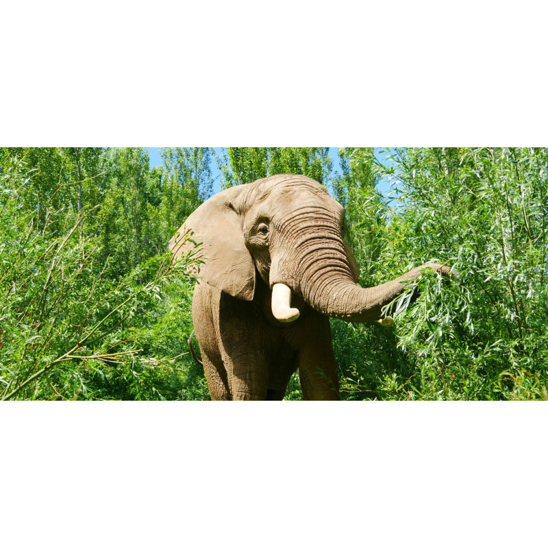 elephant-adoption