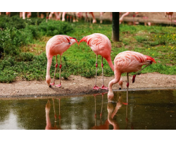 Greater Flamingo