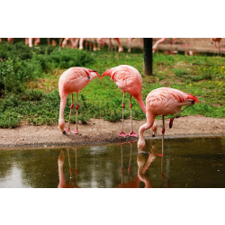 Greater Flamingo