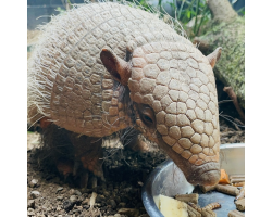 Armadillo