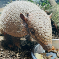 Armadillo