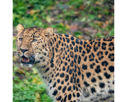 Amur Leopard Bronze Adoption