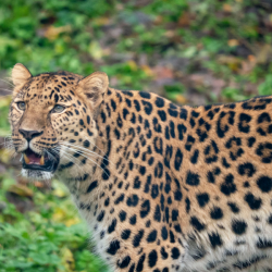 Amur Leopard Bronze Adoption