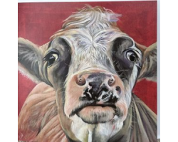 Curious Cow Greeting Card