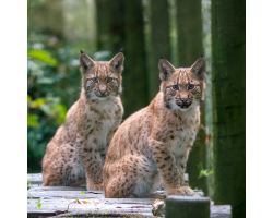 Carpathian Lynx Bronze Adoption