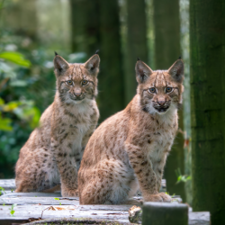 Carpathian Lynx Bronze Adoption