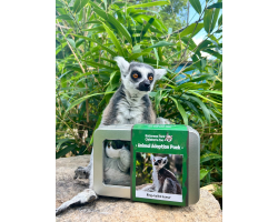 Adopt our Conspiracy of Ring-Tailed Lemurs for 1 year (Price includes delivery)