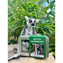 Adopt our Conspiracy of Ring-Tailed Lemurs for 1 year (Price includes delivery)