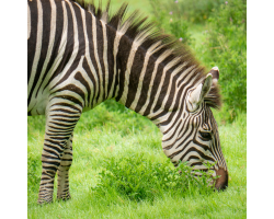 Zebra Silver Adoption