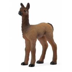 Llama Foal