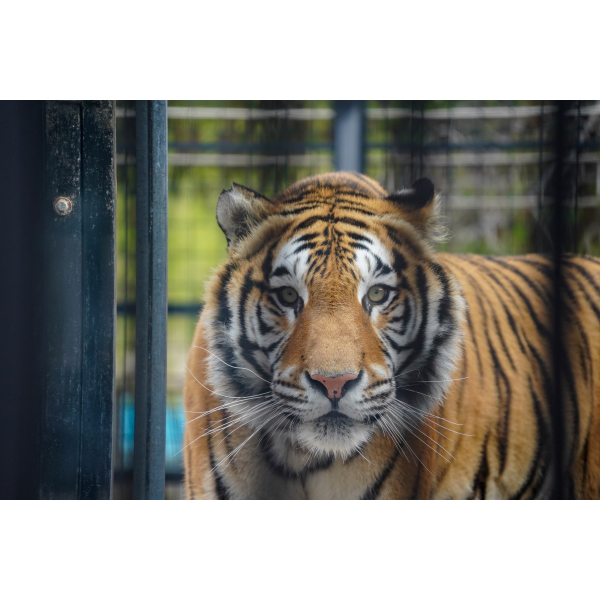 Family Tiger Supporter Pack