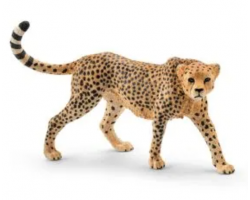 Cheetah, female