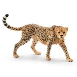 Cheetah, female