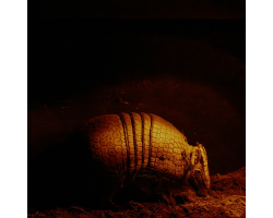 Three-banded Armadillo