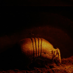 Three-banded Armadillo