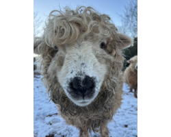 Greyface Dartmoor Sheep