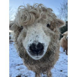 Greyface Dartmoor Sheep