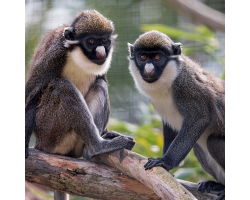 Lesser Spot-nosed Guenon