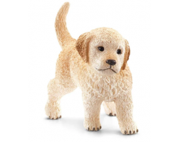 Golden Retriever, Puppy