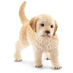 Golden Retriever, Puppy