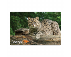 Magnet- Boson