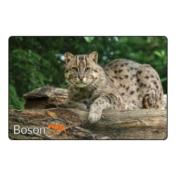 Magnet- Boson