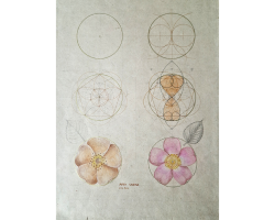 Geometry Analysis of Dog Rose - A point of One-ness to the Eminence of Being by Laura Taylor