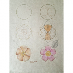 Geometry Analysis of Dog Rose - A point of One-ness to the Eminence of Being by Laura Taylor