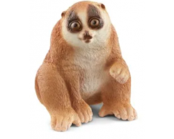 Slow Loris