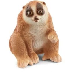 Slow Loris