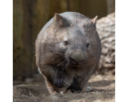 Mainland Wombat