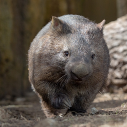 Mainland Wombat