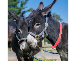 Arlo & Beech - Donkeys