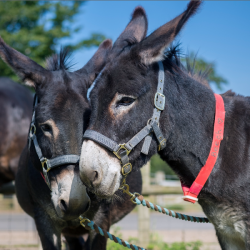 Arlo & Beech - Donkeys