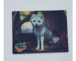 Hoo Zoo & Dinosaur World 3D Magnet Arctic Fox