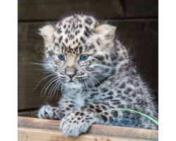 Limited Edition - Amur Leopard Cub Adoption