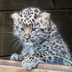 Limited Edition - Amur Leopard Cub Adoption