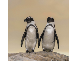 African Penguin