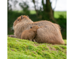 Capybara Bronze Adoption