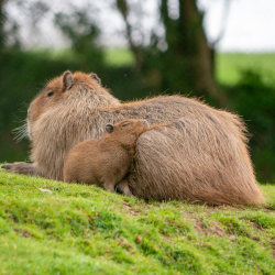 Capybara Bronze Adoption