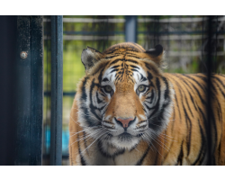 Kid's Tiger Supporter Pack