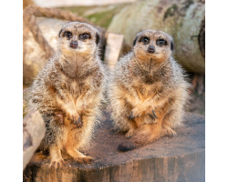 Meerkat Bronze Adoption