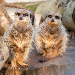 Meerkat Bronze Adoption