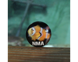 NMA Clownfish Magnet