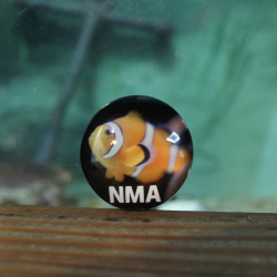 NMA Clownfish Magnet