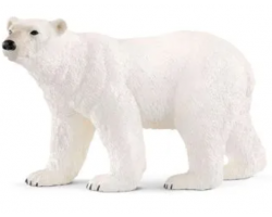 Adult Polar Bear