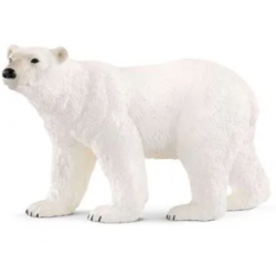 Adult Polar Bear