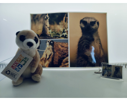 Meerkat Adoption Package