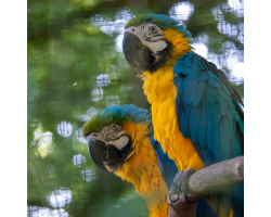 Macaw Gold Adoption