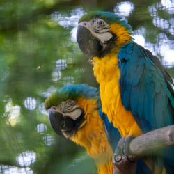 Macaw Gold Adoption